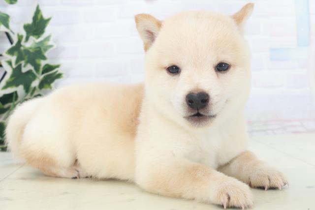 福岡県の豆柴 (Coo&RIKU久留米店/2025年8月18日生まれ/男の子/白)の子犬の2枚目の画像
