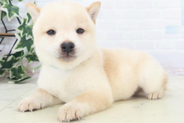 福岡県の豆柴 (Coo&RIKU久留米店/2025年8月18日生まれ/男の子/白)の子犬の3枚目の画像