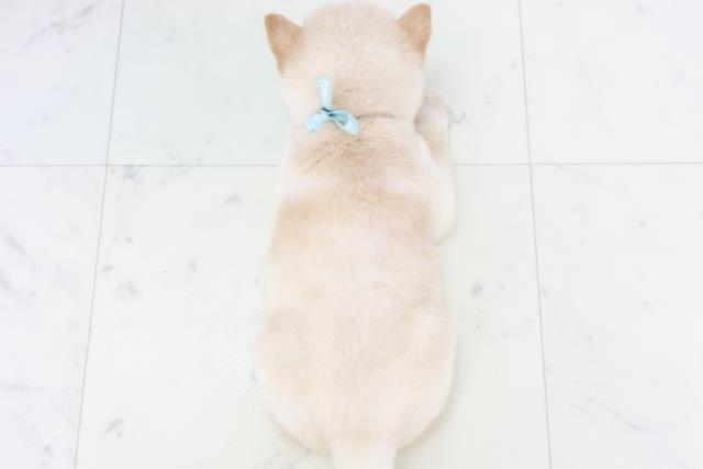 福岡県の豆柴 (Coo&RIKU久留米店/2025年8月18日生まれ/男の子/白)の子犬の4枚目の画像