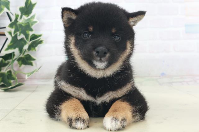 福岡県の豆柴 (Coo&RIKU行橋店/2025年8月18日生まれ/男の子/黒)の子犬の1枚目の画像