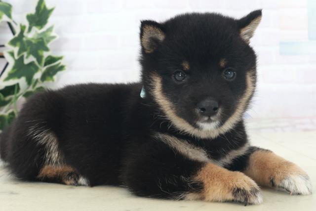 福岡県の豆柴 (Coo&RIKU行橋店/2025年8月18日生まれ/男の子/黒)の子犬の2枚目の画像