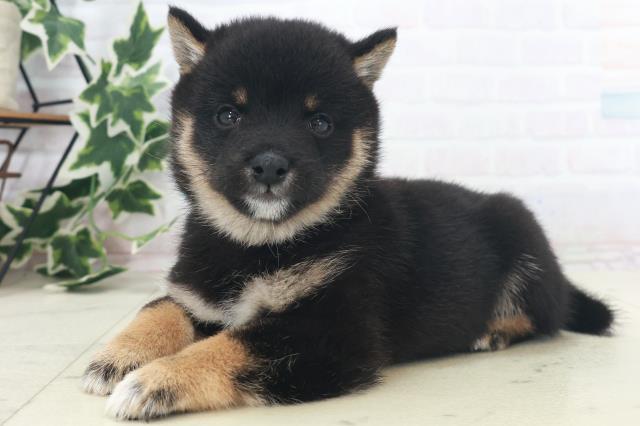 福岡県の豆柴 (Coo&RIKU行橋店/2025年8月18日生まれ/男の子/黒)の子犬の3枚目の画像