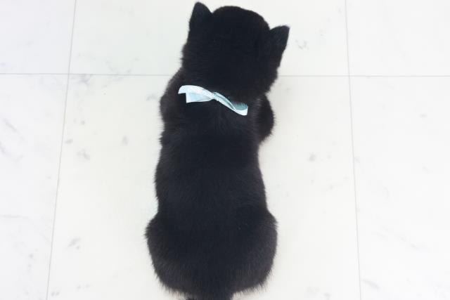 福岡県の豆柴 (Coo&RIKU行橋店/2025年8月18日生まれ/男の子/黒)の子犬の4枚目の画像