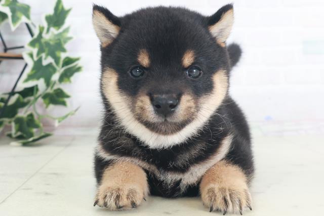 福岡県の豆柴 (Coo&RIKUフォレストシティ春日店/2025年8月18日生まれ/男の子/黒)の子犬の1枚目の画像
