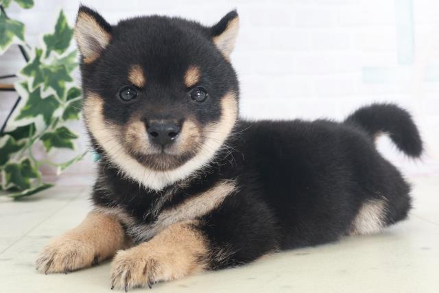 福岡県の豆柴 (Coo&RIKUフォレストシティ春日店/2025年8月18日生まれ/男の子/黒)の子犬の3枚目の画像