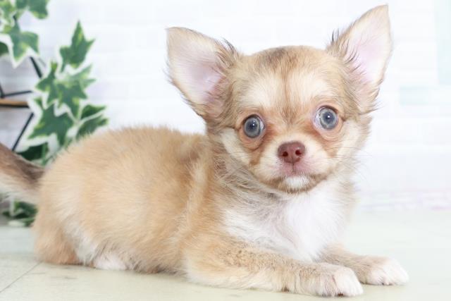 熊本県のチワワ(ロング) (Coo&RIKU宇土シティモール店/2025年8月14日生まれ/女の子/チョコレートフォーン)の子犬の2枚目の画像