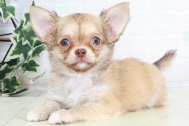 熊本県のチワワ(ロング) (Coo&RIKU宇土シティモール店/2025年8月14日生まれ/女の子/チョコレートフォーン)の子犬の3枚目の画像