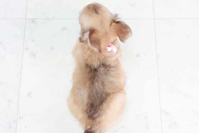 熊本県のチワワ(ロング) (Coo&RIKU宇土シティモール店/2025年8月14日生まれ/女の子/チョコレートフォーン)の子犬の4枚目の画像