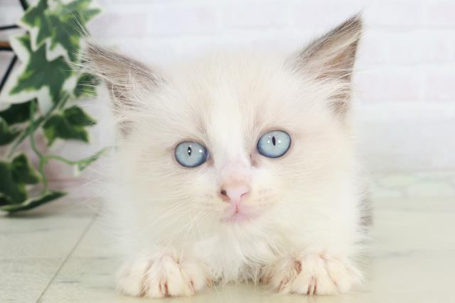 大分県のラグドール (Coo&RIKU大分店/2025年8月15日生まれ/男の子/シールポイントバイカラー)の子猫の1枚目の画像