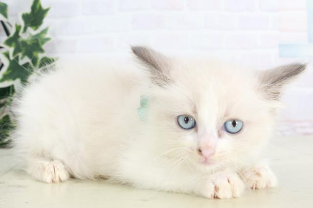 大分県のラグドール (Coo&RIKU大分店/2025年8月15日生まれ/男の子/シールポイントバイカラー)の子猫の2枚目の画像