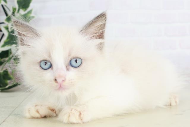 大分県のラグドール (Coo&RIKU大分店/2025年8月15日生まれ/男の子/シールポイントバイカラー)の子猫の3枚目の画像