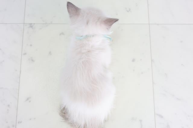 大分県のラグドール (Coo&RIKU大分店/2025年8月15日生まれ/男の子/シールポイントバイカラー)の子猫の4枚目の画像