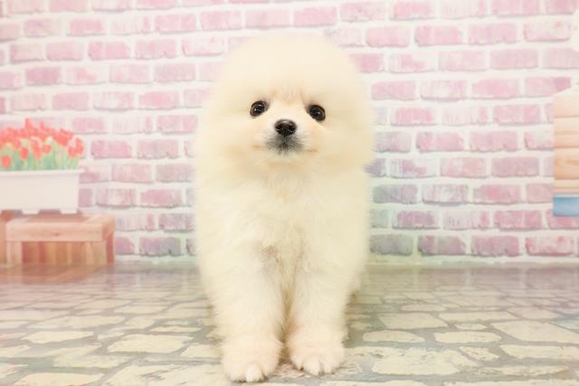東京都のポメラニアン (Coo&RIKU三軒茶屋店/2025年8月20日生まれ/女の子/クリーム)の子犬