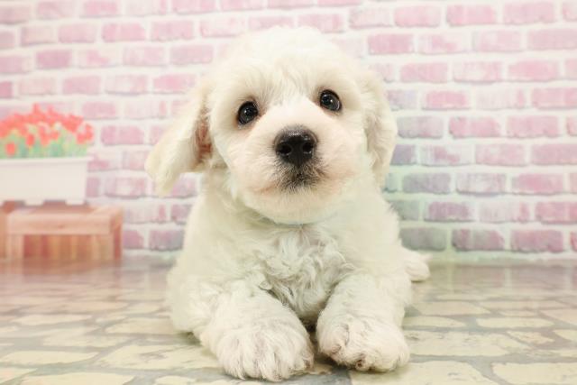 東京都のビションフリーゼ (Coo&RIKU東久留米店/2025年8月12日生まれ/男の子/ホワイト)の子犬