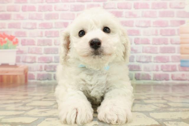 東京都のビションフリーゼ (Coo&RIKU池袋西口店/2025年8月12日生まれ/男の子/ホワイト)の子犬