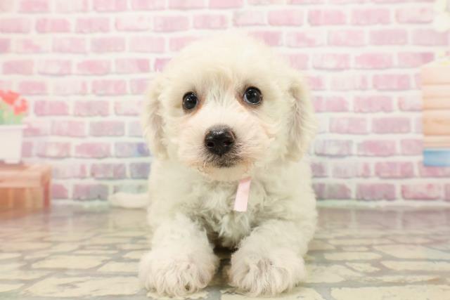 ビション・フリーゼ