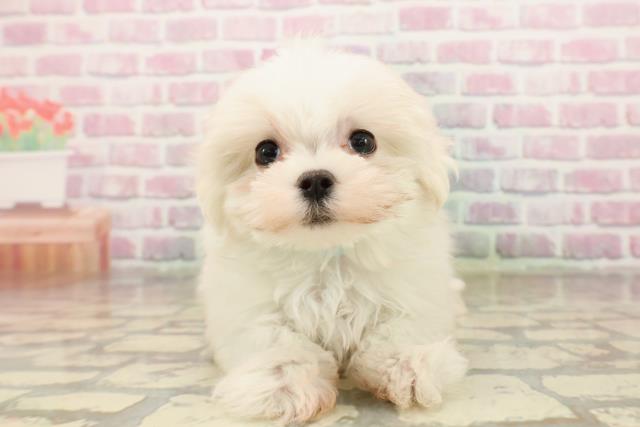 東京都のマルチーズ (Coo&RIKU武蔵小山店/2025年8月17日生まれ/男の子/ホワイト)の子犬