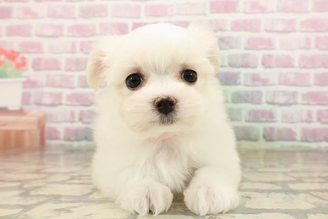 東京都のマルチーズ (Coo&RIKU赤坂店/2025年8月16日生まれ/女の子/ホワイト)の子犬