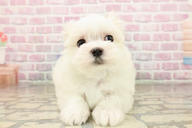 千葉県のマルチーズ (Coo&RIKU南柏店/2025年8月16日生まれ/男の子/ホワイト)の子犬