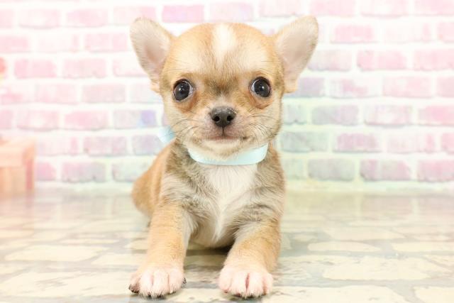 東京都のチワワ(スムース) (Coo&RIKU広尾店/2025年8月18日生まれ/男の子/フォーンホワイト)の子犬
