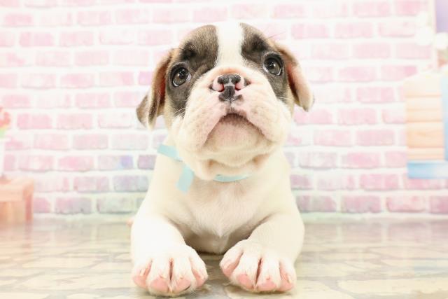 東京都のフレンチブルドッグ (Coo&RIKU新小岩店/2025年8月11日生まれ/男の子/パイド)の子犬の1枚目の画像