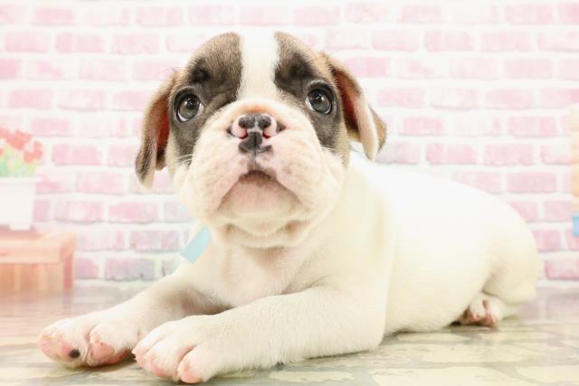 東京都のフレンチブルドッグ (Coo&RIKU新小岩店/2025年8月11日生まれ/男の子/パイド)の子犬の2枚目の画像