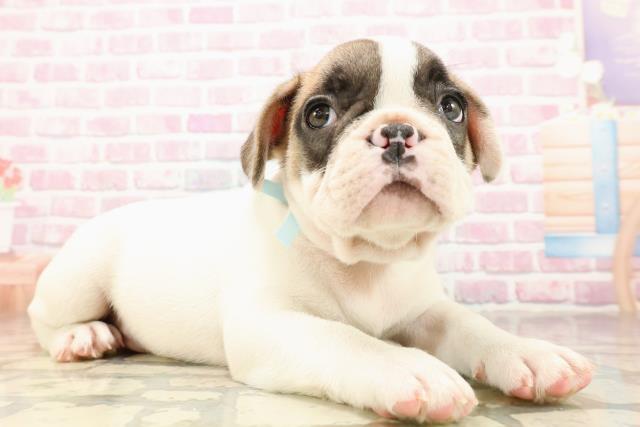 東京都のフレンチブルドッグ (Coo&RIKU新小岩店/2025年8月11日生まれ/男の子/パイド)の子犬の3枚目の画像