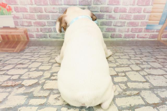 東京都のフレンチブルドッグ (Coo&RIKU新小岩店/2025年8月11日生まれ/男の子/パイド)の子犬の4枚目の画像