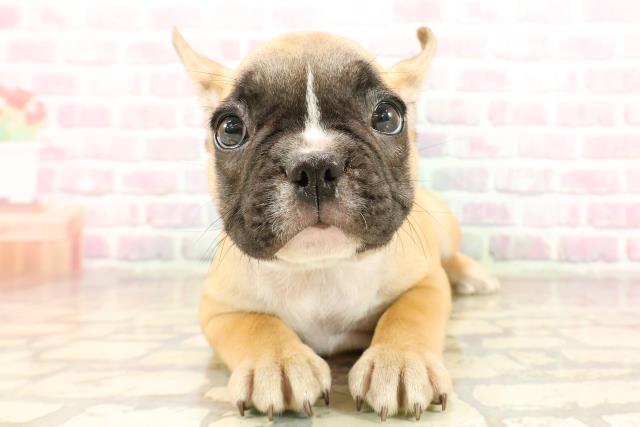 フレンチブルドッグ