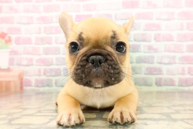 神奈川県のフレンチブルドッグ (Coo&RIKU日吉店/2025年8月19日生まれ/男の子/フォーン)の子犬の1枚目の画像