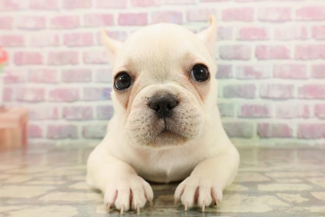 東京都のフレンチブルドッグ (Coo&RIKU武蔵小山店/2025年8月19日生まれ/女の子/クリーム)の子犬