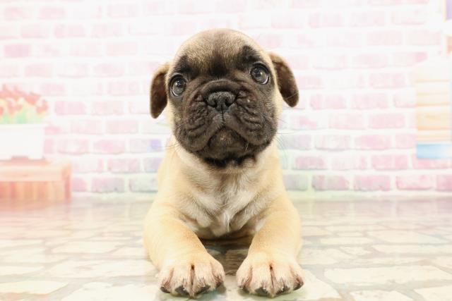 静岡県のフレンチブルドッグ (Coo&RIKU藤枝店/2025年8月20日生まれ/男の子/フォーン)の子犬の1枚目の画像