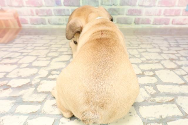 静岡県のフレンチブルドッグ (Coo&RIKU藤枝店/2025年8月20日生まれ/男の子/フォーン)の子犬の4枚目の画像