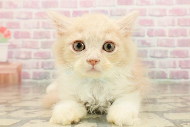 静岡県のサイベリアン (Coo&RIKU沼津店/2025年8月11日生まれ/男の子/クリームタビーホワイト)の子猫の1枚目の画像