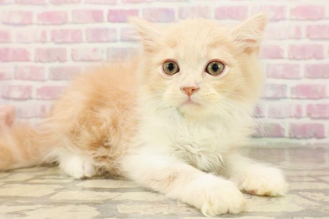 静岡県のサイベリアン (Coo&RIKU沼津店/2025年8月11日生まれ/男の子/クリームタビーホワイト)の子猫の3枚目の画像