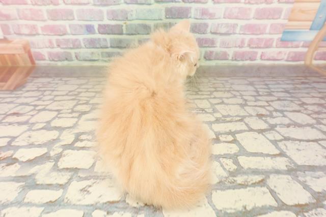 静岡県のサイベリアン (Coo&RIKU沼津店/2025年8月11日生まれ/男の子/クリームタビーホワイト)の子猫の4枚目の画像