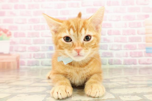 東京都のアメリカンショートヘアー (Coo&RIKU新小岩店/2025年8月18日生まれ/男の子/レッドタビー)の子猫の1枚目の画像