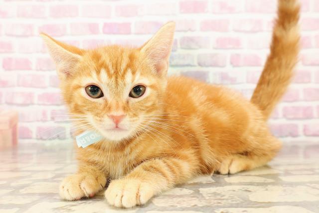 東京都のアメリカンショートヘアー (Coo&RIKU新小岩店/2025年8月18日生まれ/男の子/レッドタビー)の子猫の2枚目の画像