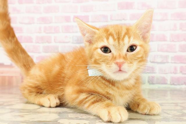 東京都のアメリカンショートヘアー (Coo&RIKU新小岩店/2025年8月18日生まれ/男の子/レッドタビー)の子猫の3枚目の画像