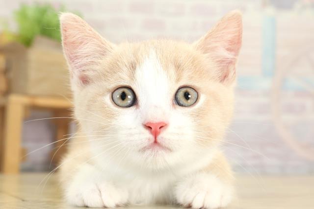 愛知県のマンチカン (Coo&RIKU東海一宮店/2025年8月20日生まれ/男の子/クリームタビーホワイト)の子猫の1枚目の画像