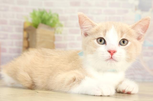 愛知県のマンチカン (Coo&RIKU東海一宮店/2025年8月20日生まれ/男の子/クリームタビーホワイト)の子猫の2枚目の画像