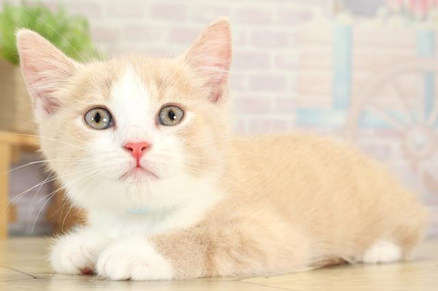 愛知県のマンチカン (Coo&RIKU東海一宮店/2025年8月20日生まれ/男の子/クリームタビーホワイト)の子猫の3枚目の画像