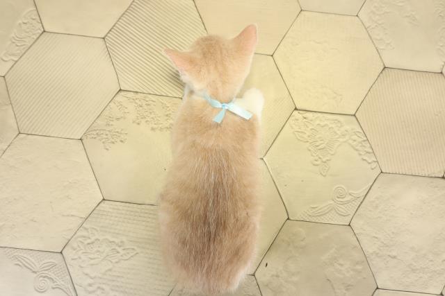 愛知県のマンチカン (Coo&RIKU東海一宮店/2025年8月20日生まれ/男の子/クリームタビーホワイト)の子猫の4枚目の画像