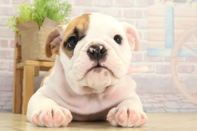 岐阜県のブルドッグ (Coo&RIKU岐南店/2025年8月19日生まれ/女の子/レッドホワイト)の子犬の1枚目の画像