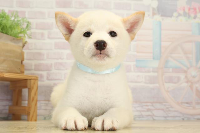 柴犬