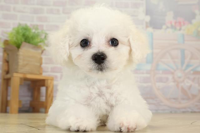 愛知県のビションフリーゼ (Coo&RIKU春日井店/2025年8月20日生まれ/男の子/ホワイト)の子犬の1枚目の画像