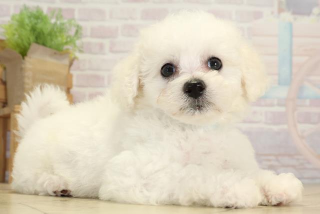 愛知県のビションフリーゼ (Coo&RIKU春日井店/2025年8月20日生まれ/男の子/ホワイト)の子犬の2枚目の画像