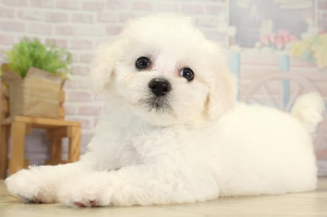 愛知県のビションフリーゼ (Coo&RIKU春日井店/2025年8月20日生まれ/男の子/ホワイト)の子犬の3枚目の画像