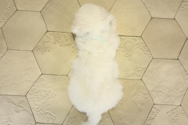 愛知県のビションフリーゼ (Coo&RIKU春日井店/2025年8月20日生まれ/男の子/ホワイト)の子犬の4枚目の画像