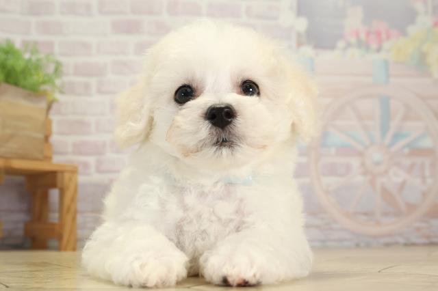 岐阜県のビションフリーゼ (Coo&RIKU岐阜店/2025年8月20日生まれ/男の子/ホワイト)の子犬の1枚目の画像